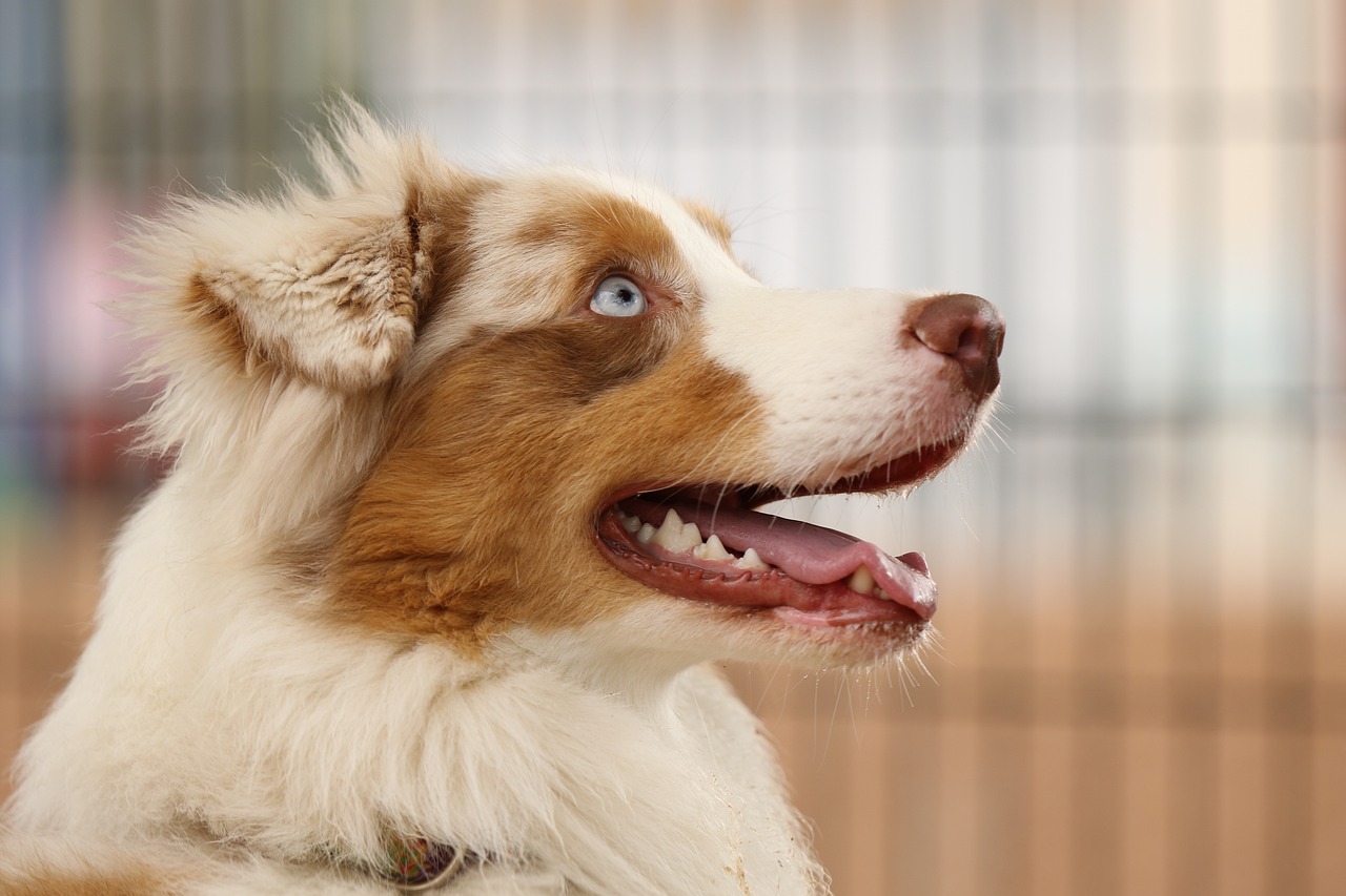 A red merle Australian Shepherd